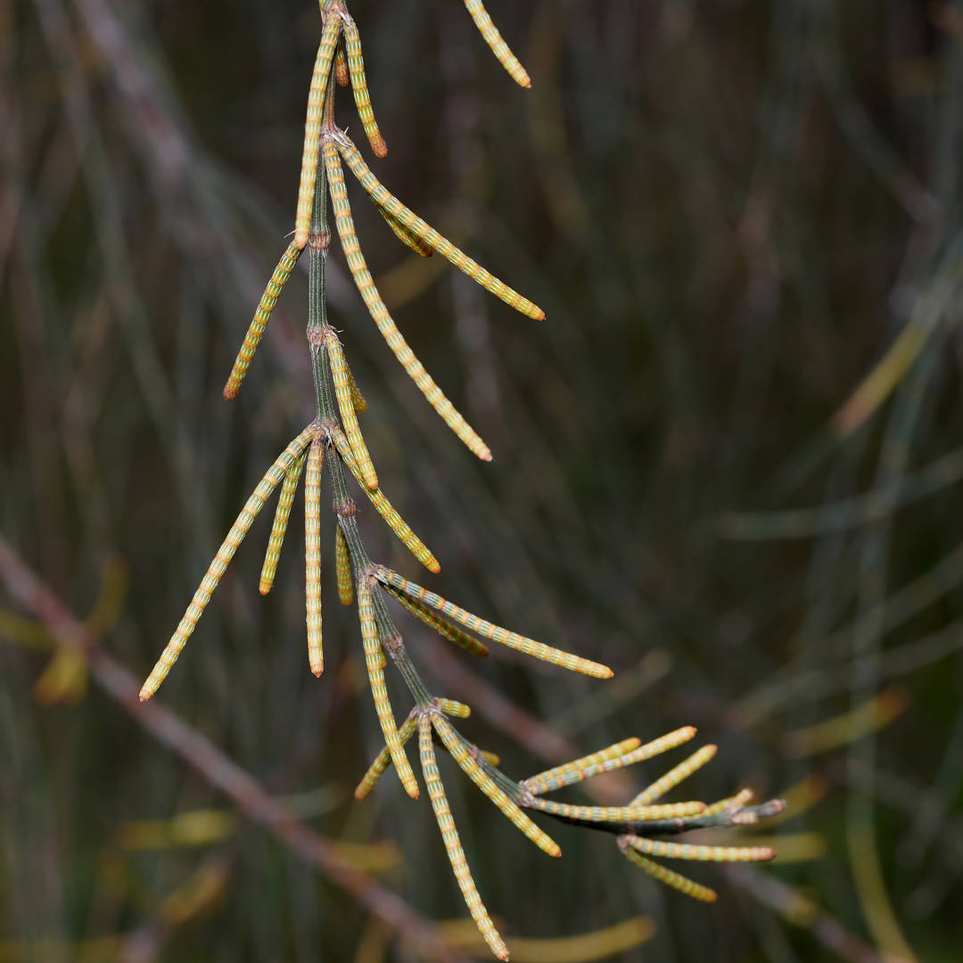 Drooping Sheoak (Allocasuarina verticillata)